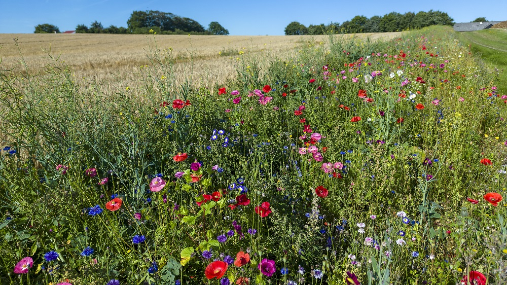 Biodiversitet ESG